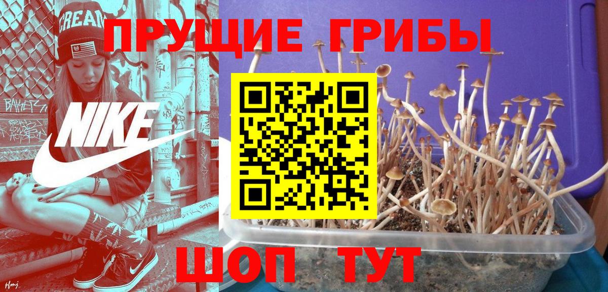 Галлюциногенные грибы GOLDEN TEACHER  Вход с VPN  Благовещенск  Псилоцибиновые грибы Magic Shrooms 